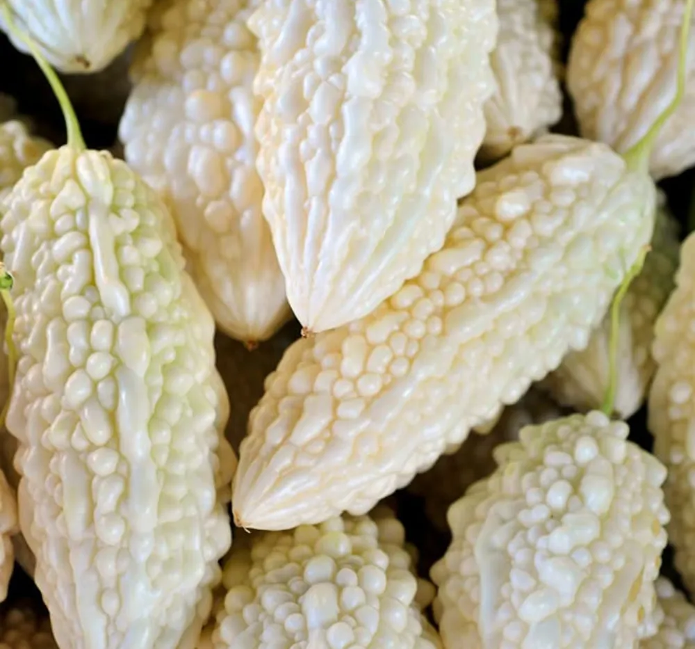 1 Bitter Gourd White Long Seeds