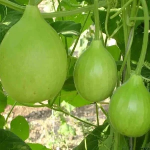 Bottle Gourd Lattu