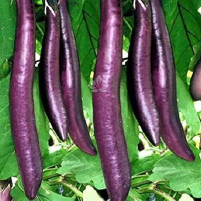 Brinjal Purple Long (Podugu Vankaya) Seeds