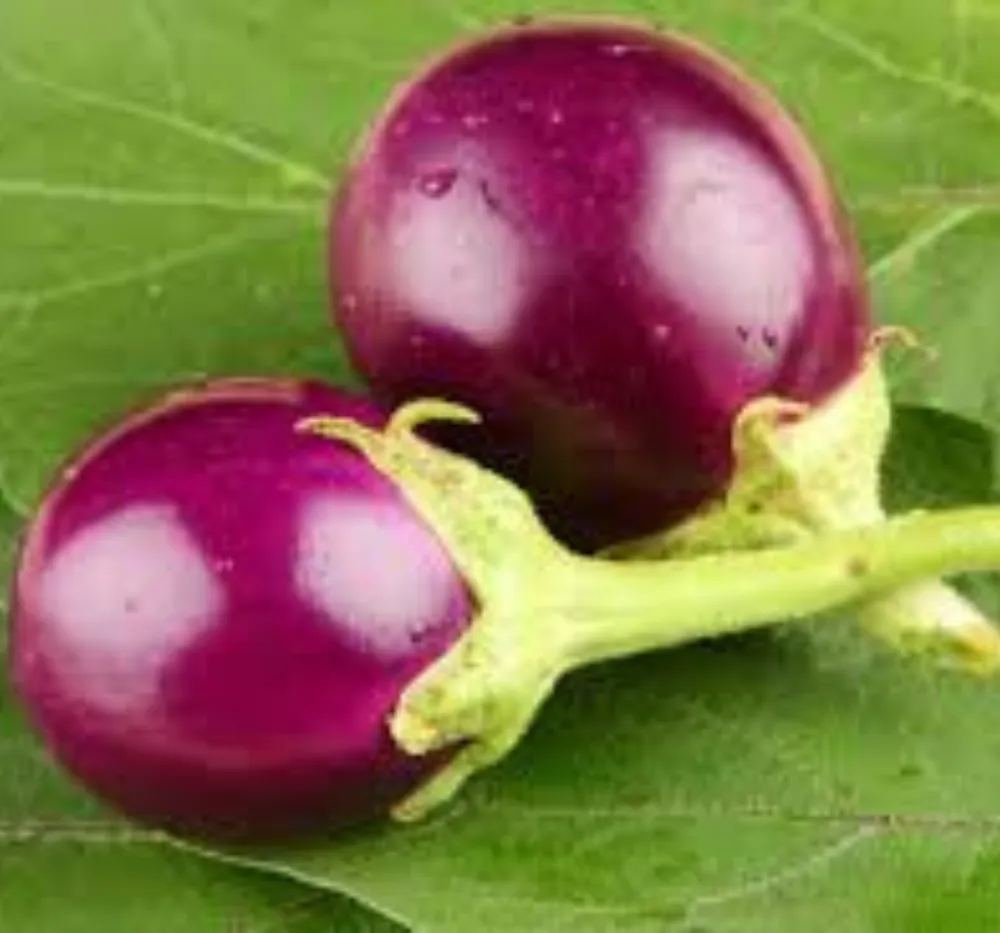 1 Brinjal Round (Round Vankaya) Seeds