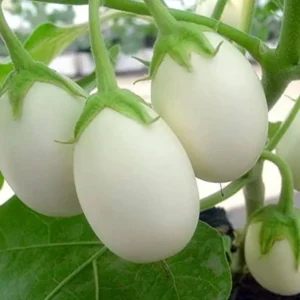 Brinjal White