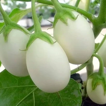 Brinjal White