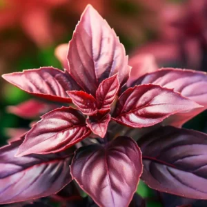 🌿 Red Basilicum (Red Basil)