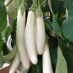 Brinjal White Long