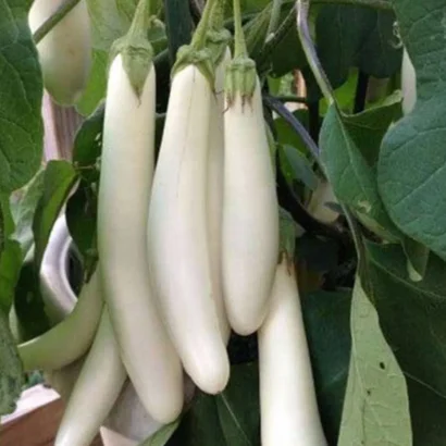 Brinjal White Long