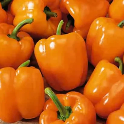 Capsicum Orange Seeds