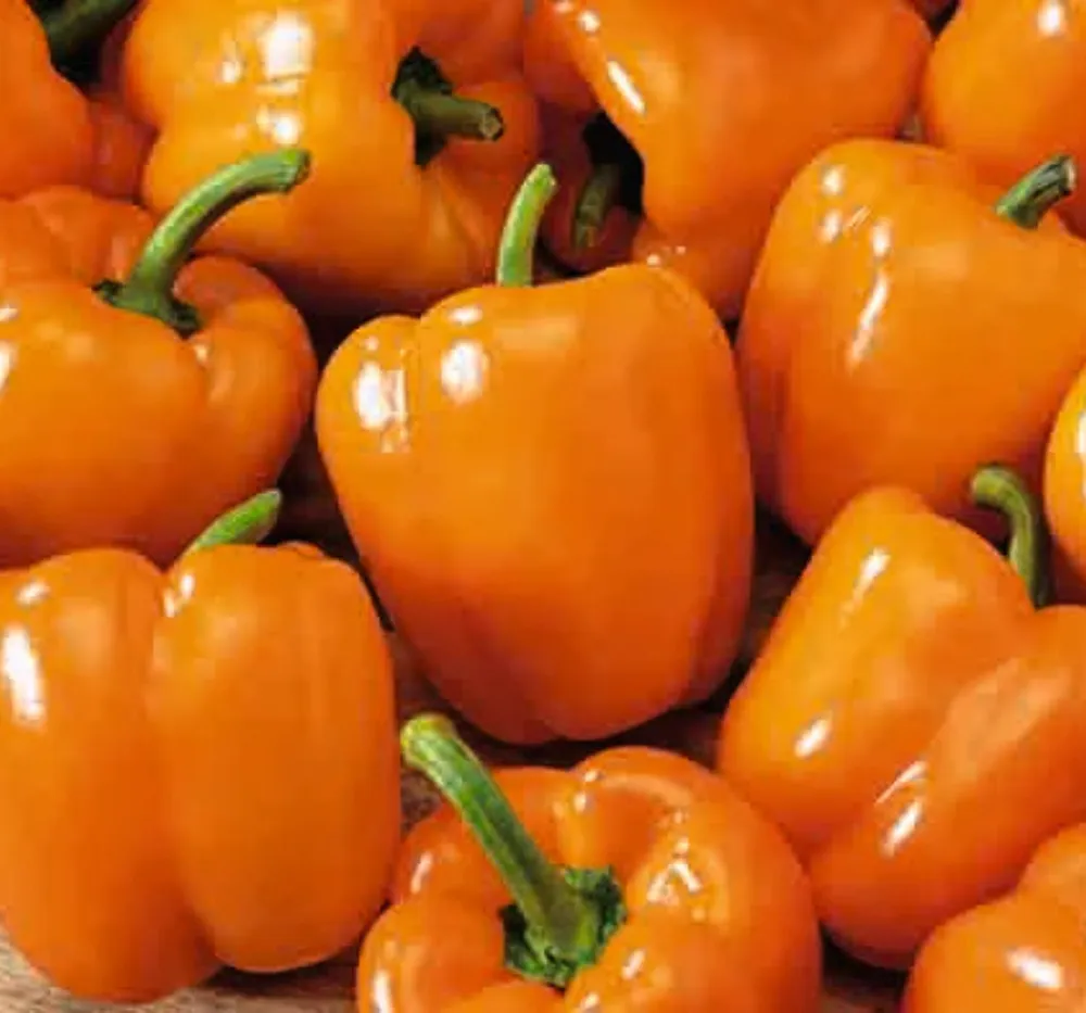 1 Capsicum Orange Seeds