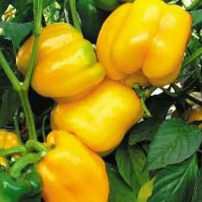 Capsicum Yellow Seeds