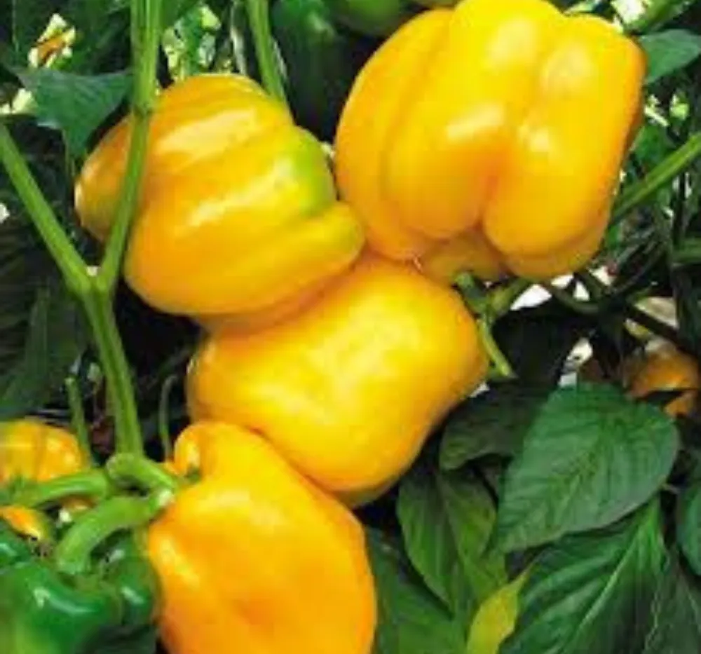 Capsicum Yellow Seeds