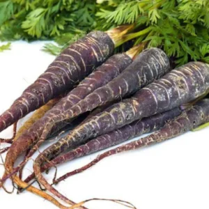 Carrot Black Wonder (Black Carrot) Seeds