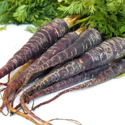 Carrot Black Wonder (Black Carrot) Seeds