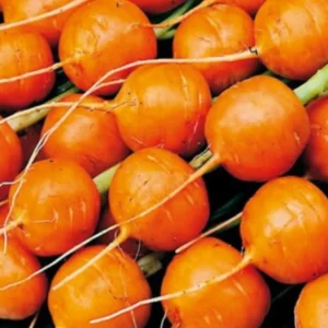 Carrot Round Nantes Seeds