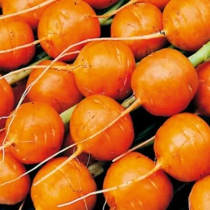 Carrot Round Nantes Seeds