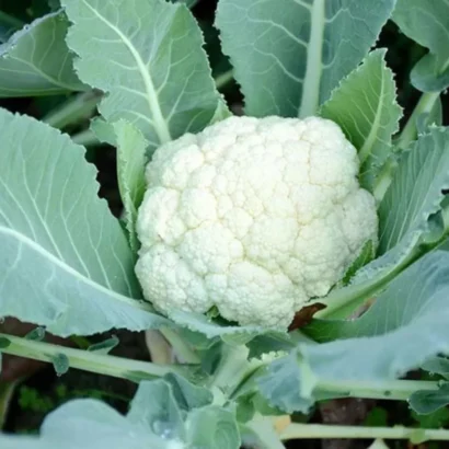 Cauliflower Him Daksh 65 (White Cauliflower) Seeds