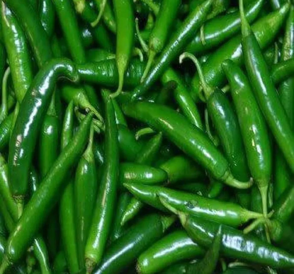 Chilli Crypton 10 (Mirapakaya) Seeds