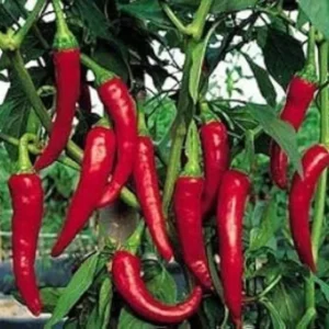 Chilli Grand Superior 10 (Mirapakaya) Seeds