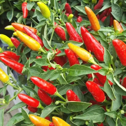 Chilli Hot Pepper OS 402 (Mirapakaya) Seeds