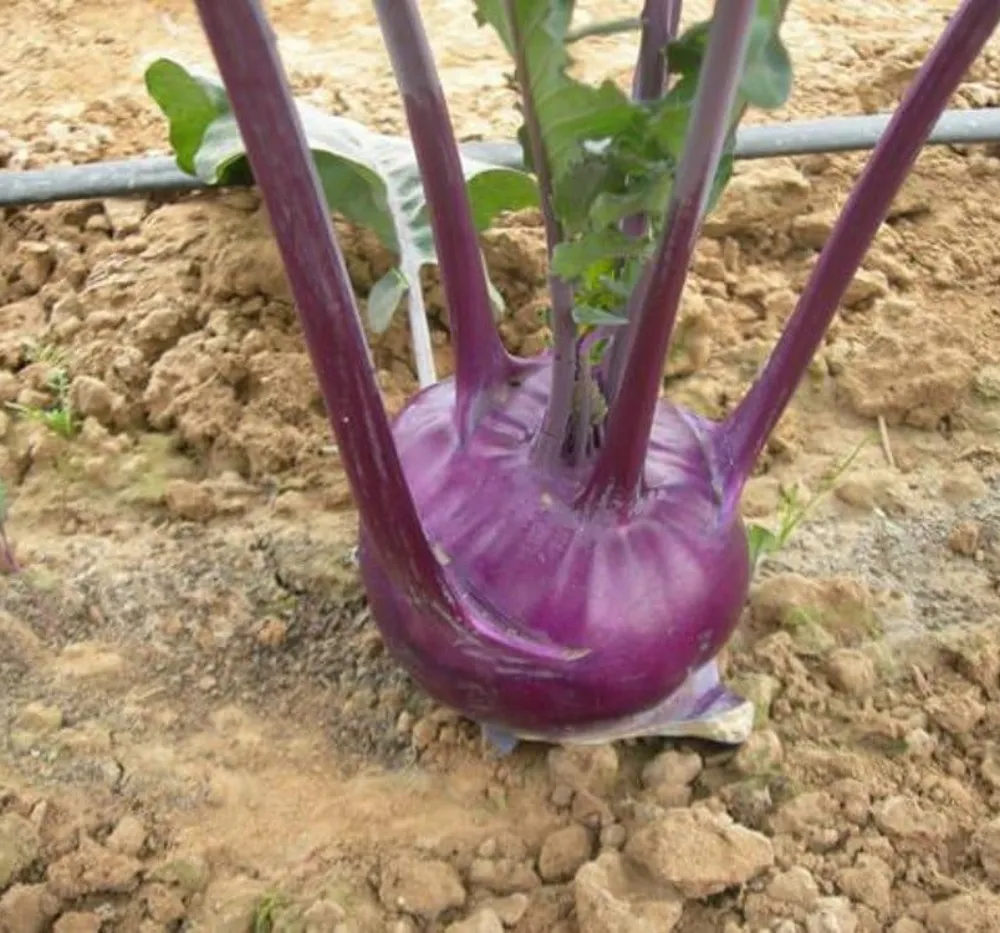 Khol Khol Purple Seeds