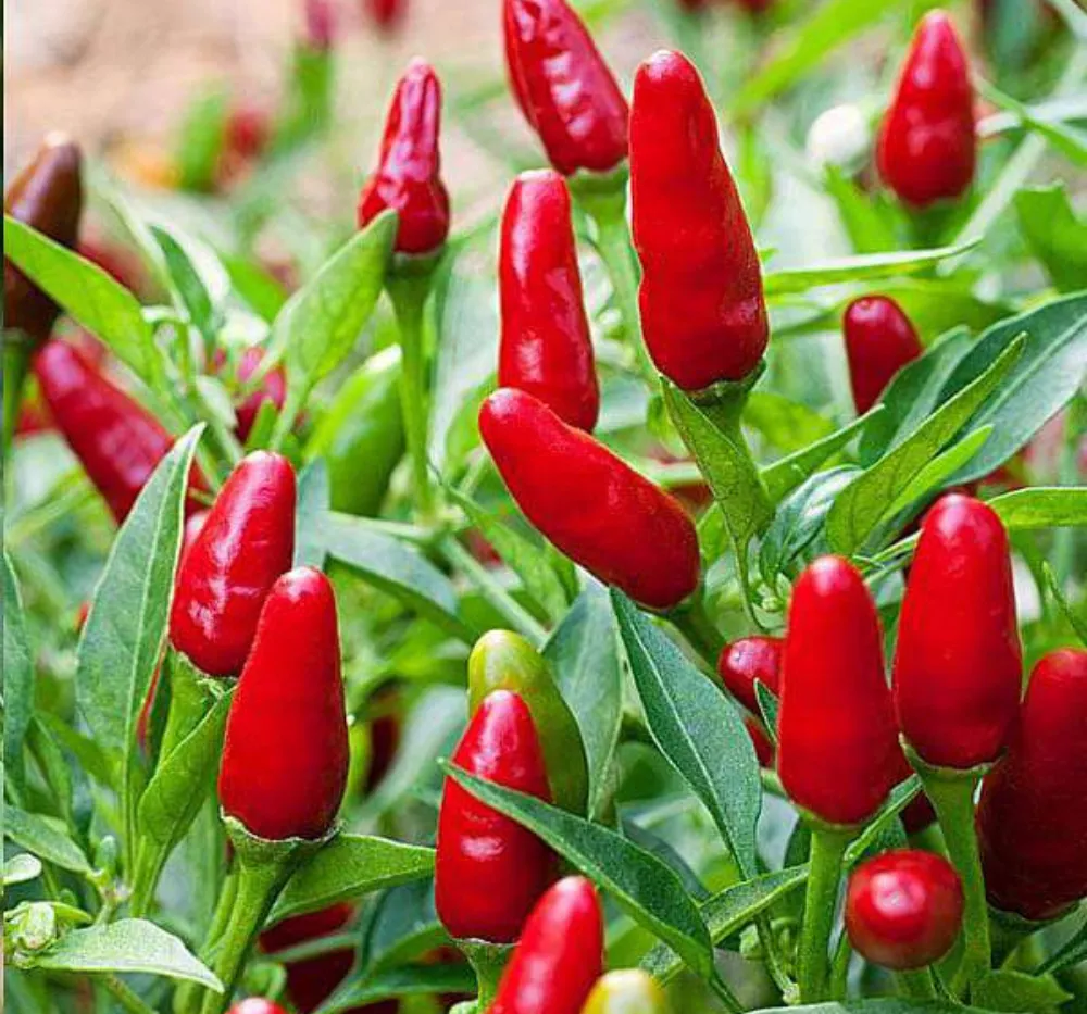 Chilli Hot Pepper Red Sampurna (Mirapakaya) Seeds