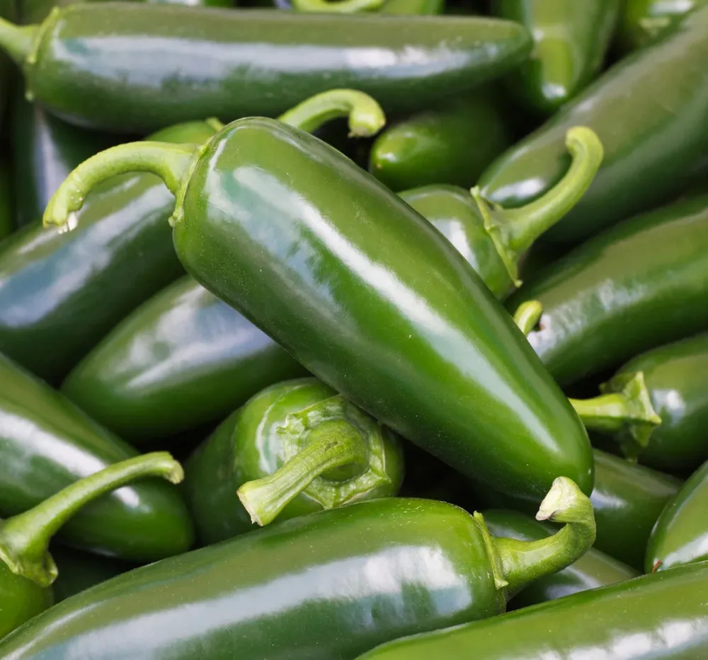 Santa Fe Grande Pepper Seeds are carefully selected for superior performance in tropical, subtropical, and moderate climates. With fast germination, strong disease resistance, and consistent high yields, this variety produces abundant, high-quality mild to medium-hot chillies suitable for organic vegetable cultivation at home, terrace gardens, and large-scale commercial farming in India.