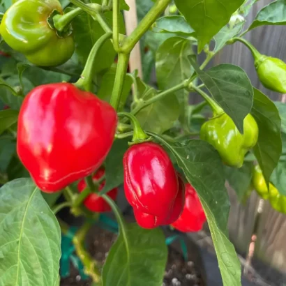 Chilli Pepper Sky Bor 10 Seeds