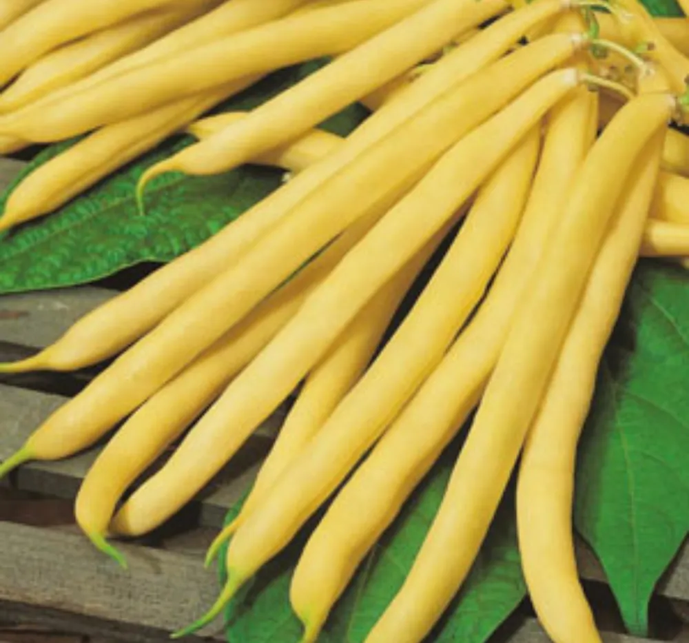 Climbing Beans Golden Wax Seeds