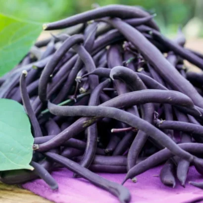 Climbing Beans Violette Seeds
