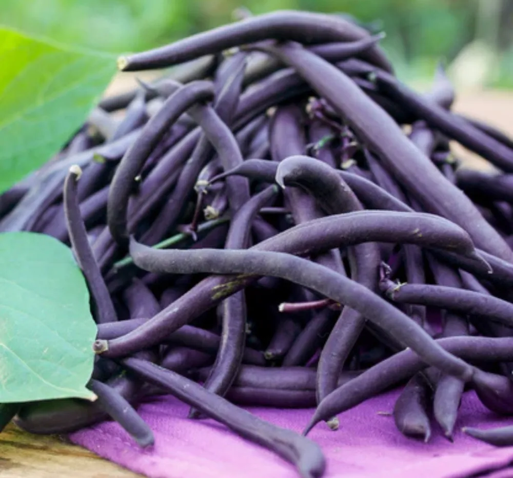 2 Climbing Beans Violette Seeds