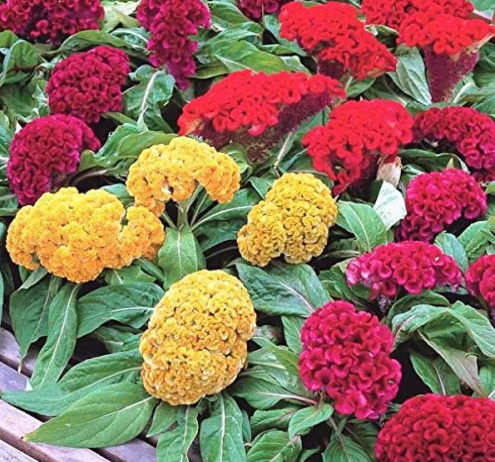 Cockscomb Dwarf Cristata Seeds