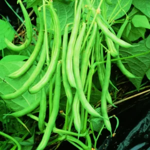 Pencil Beans Selection Nitara Seeds