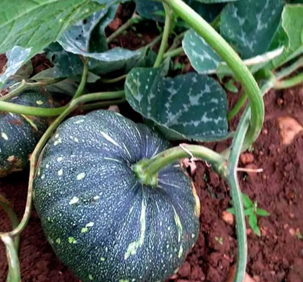 Pumpkin OS 204 Seeds