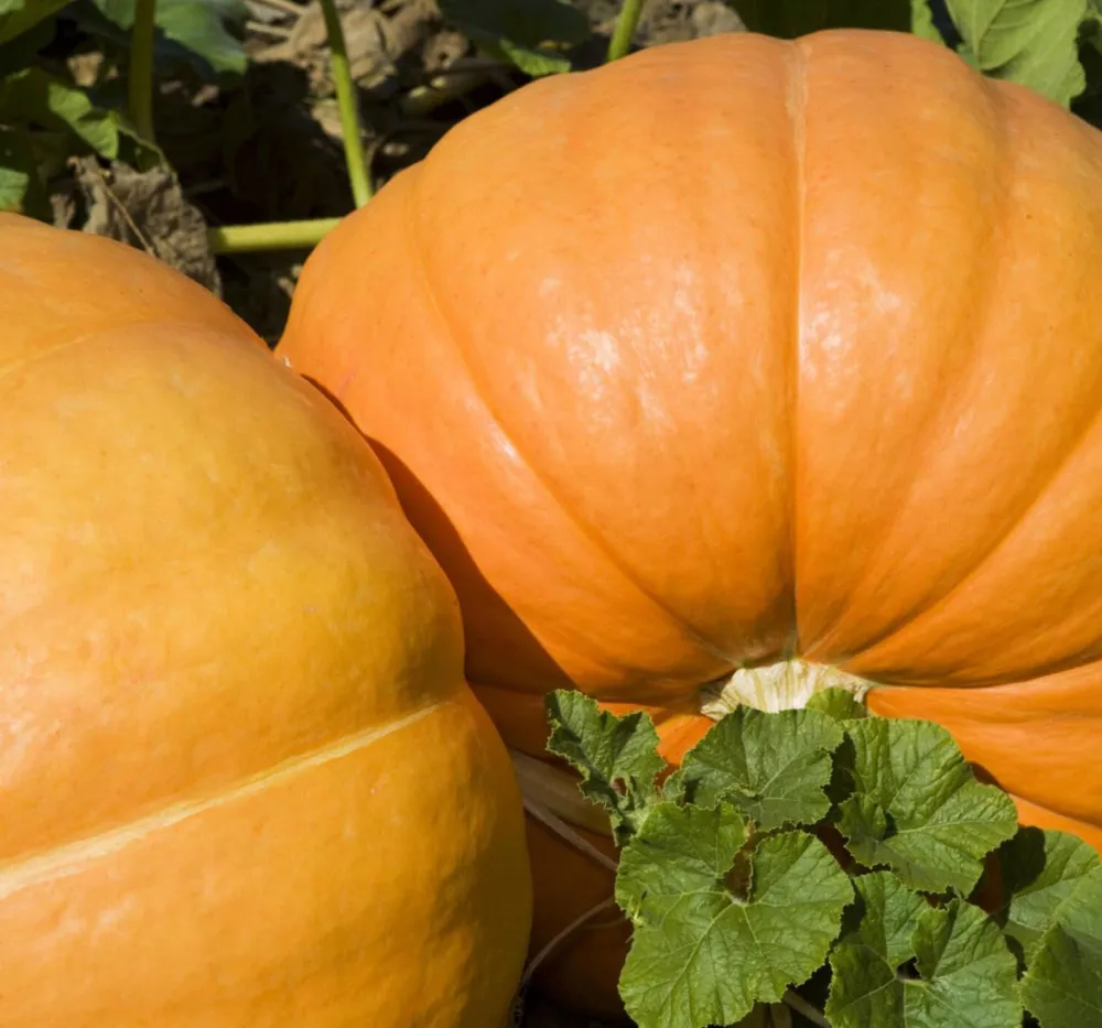 Pumpkin Surya 15+Seeds