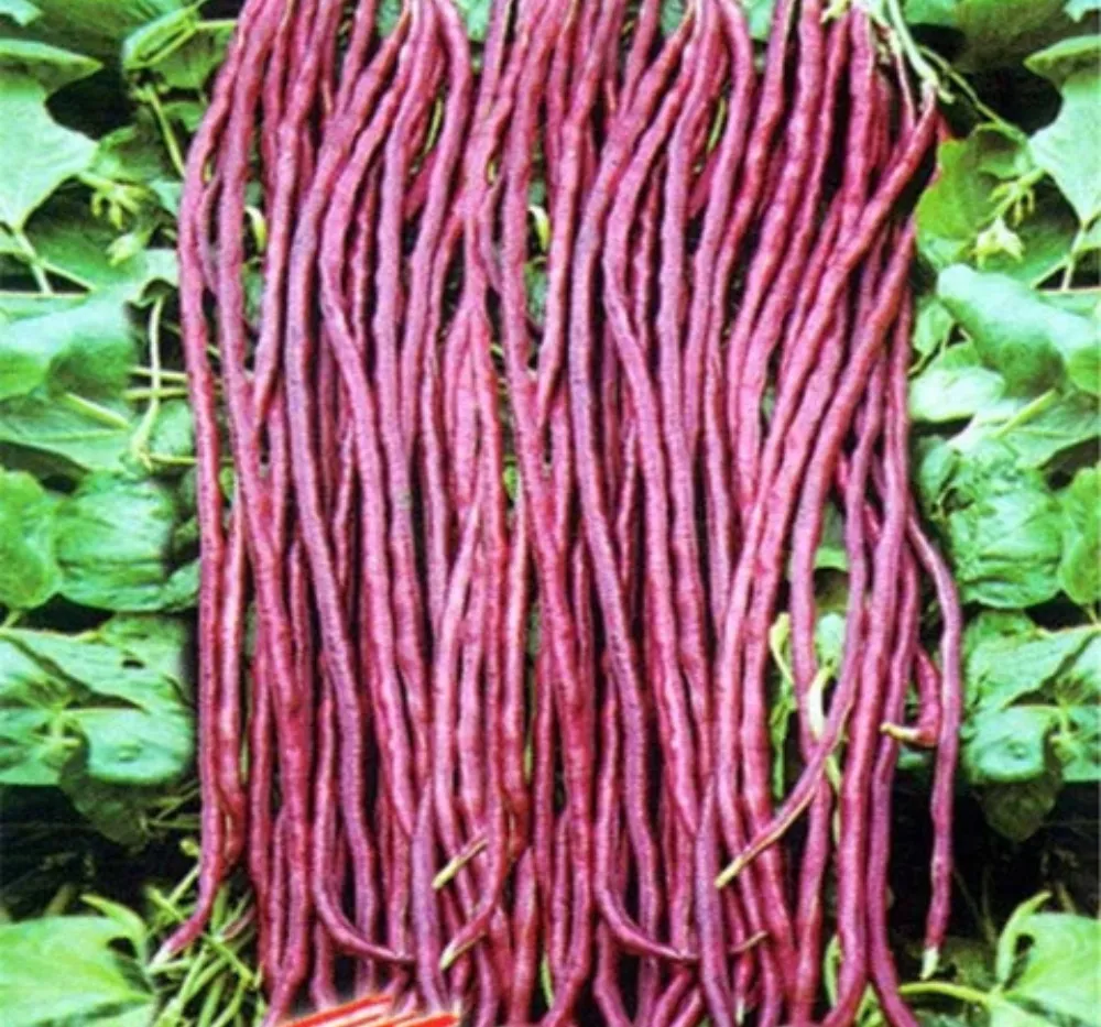 Red Long Beans 15+Seeds