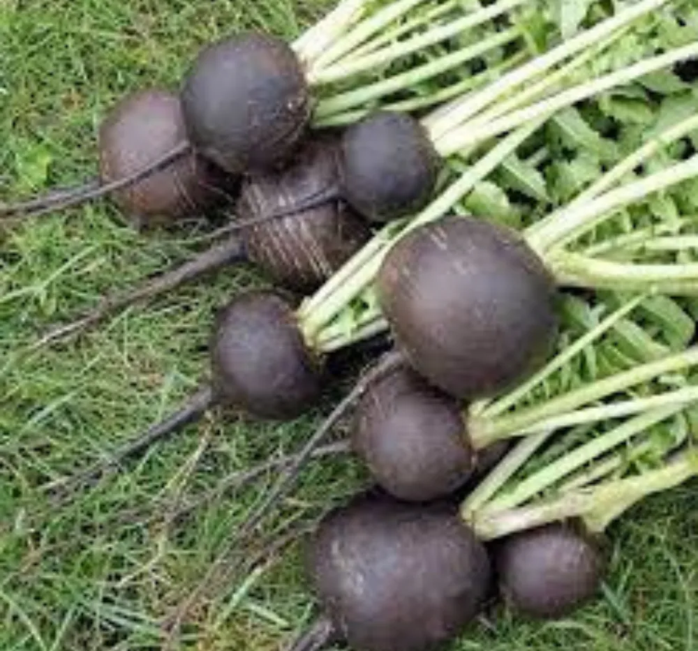 Radish IMP Black Tondo 30+Seeds