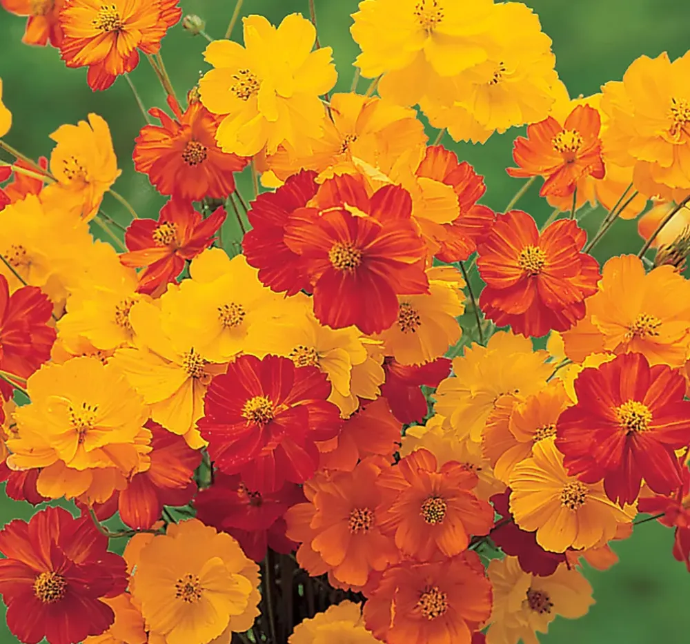 Cosmos Bright Light Mixed Seeds