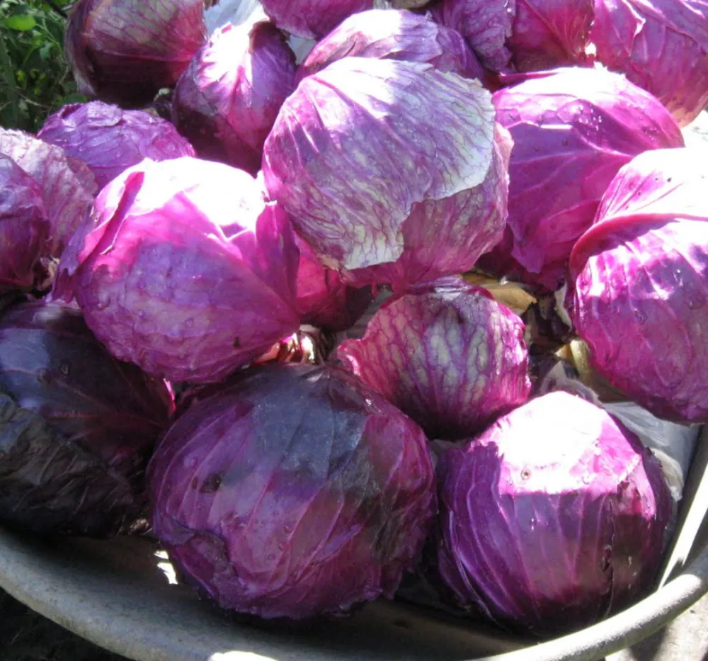 Red Cabbage Imported 30+Seeds
