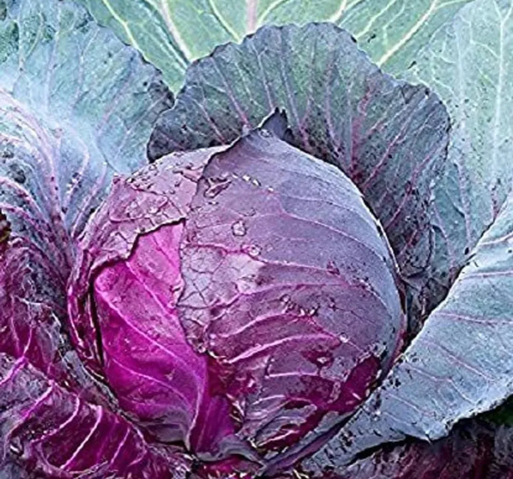 Red Cabbage Imported Topas 30+Seeds