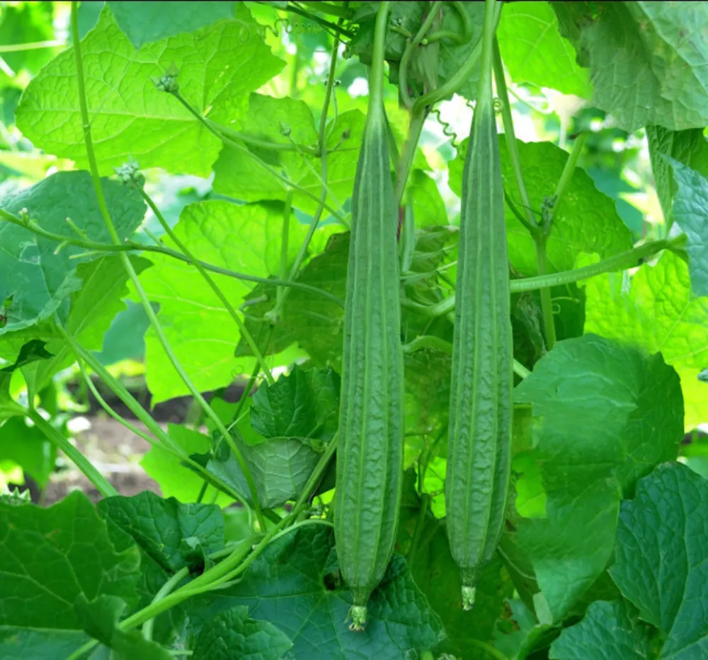 Ridge Gourd 30+Seeds