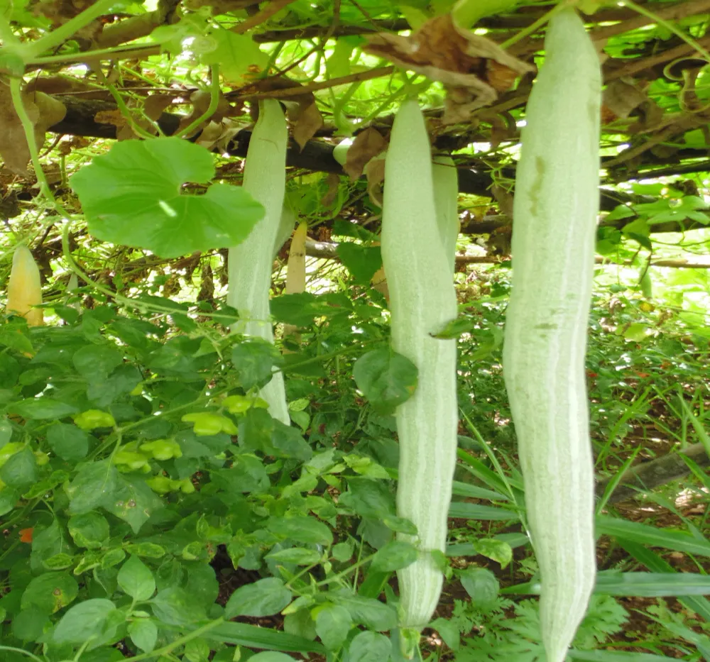 Snake Gourd Chachinda (Potla Kaya) 5Seeds