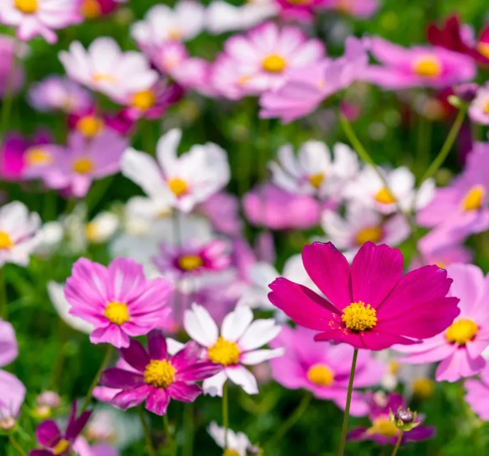 Cosmos Sensation Mixed Seeds