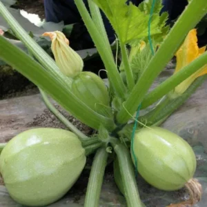 Summer Squash Aayan Seeds Packet – High Germination Seeds for Home and Farm Gardening