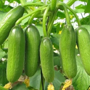 Cucumber Sultan Plant with Fresh Green Fruits – High Yield Vegetable Seeds for Home Garden