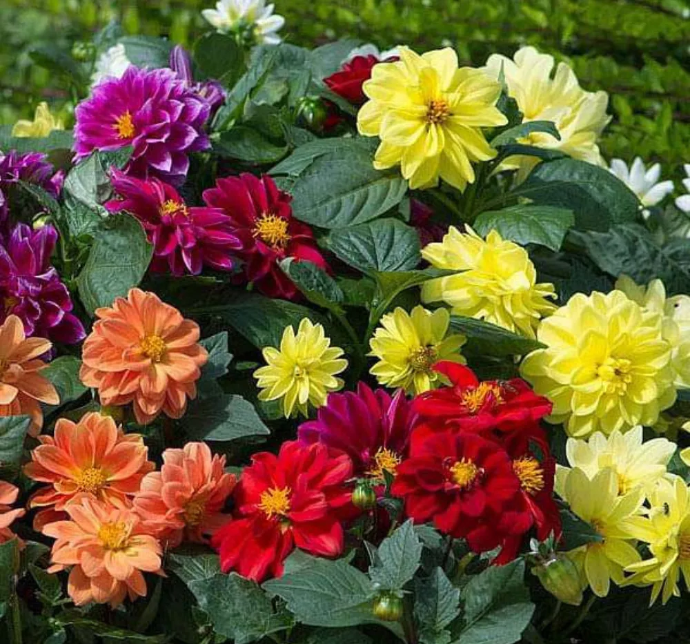 Dahlia Figaro Mixed Seeds