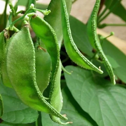 Dolichos Bush (Chettu Chikkudu) Seeds Packet – All Season High Yield Legume Seeds