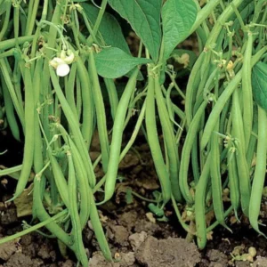 Close-up of France Beans OS Imported Black Pods – Fresh, Tender, and High Yield Beans