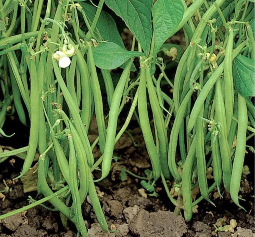 Close-up of France Beans OS Imported Black Pods – Fresh, Tender, and High Yield Beans