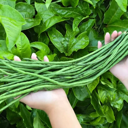 Imported Yard Long Beans Seeds Packet – High Germination Vegetable Seeds for Terrace and Farm Gardening