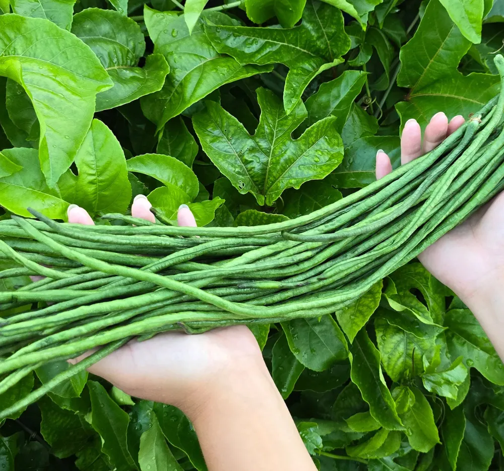 Imported Yard Long Beans Seeds Packet – High Germination Vegetable Seeds for Terrace and Farm Gardening