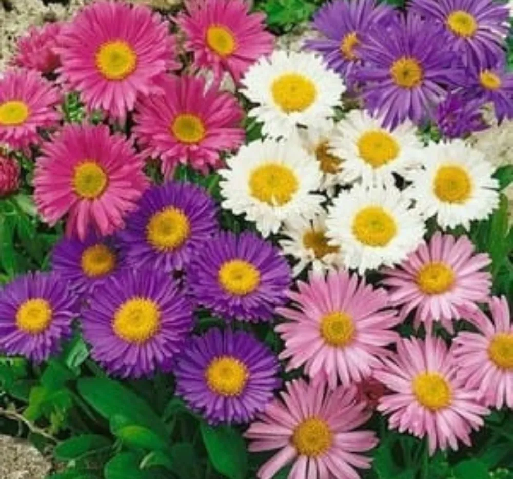 Aster Formula Mixed Seeds