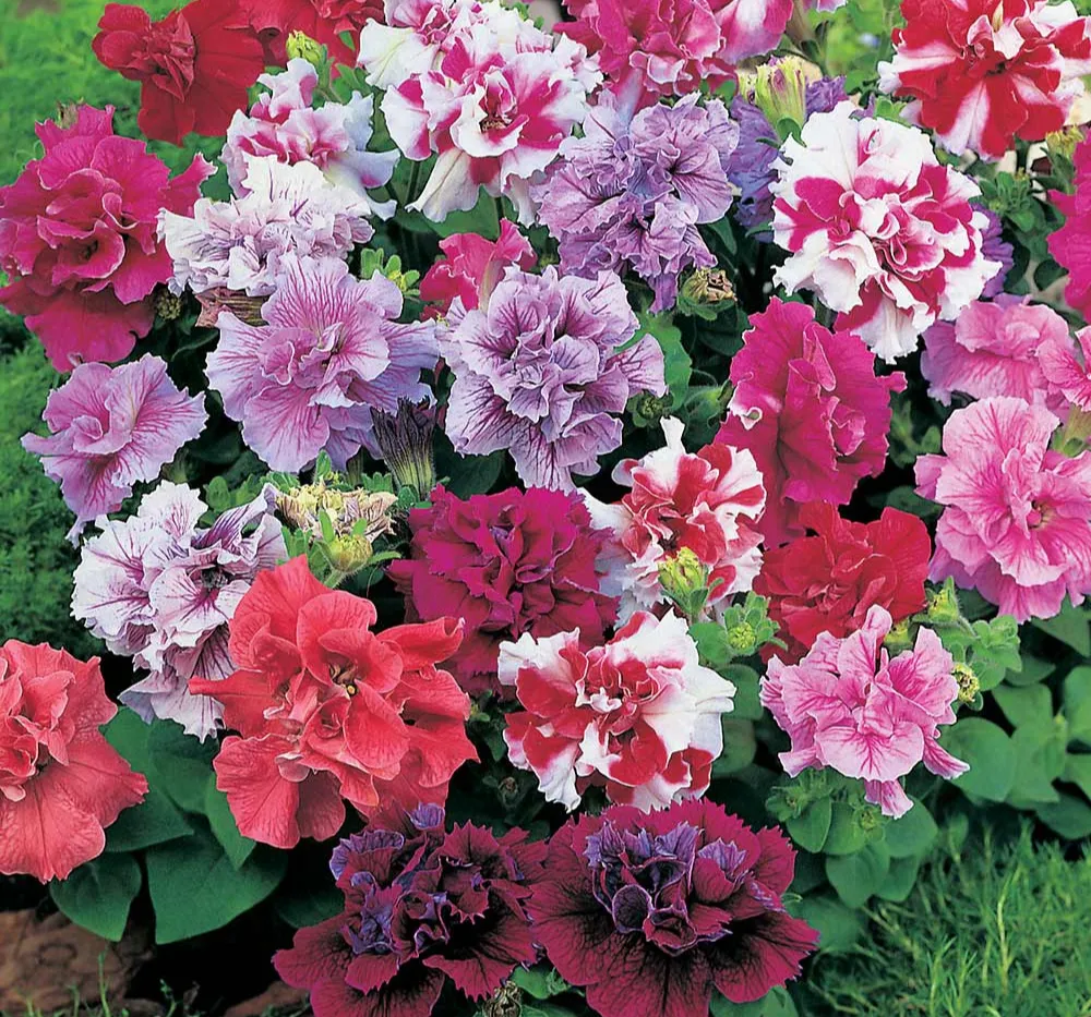 F1 Petunia Glorious Double Mixed Seeds